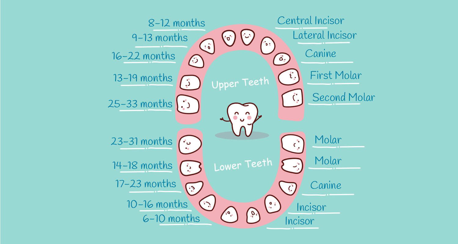 Tooth Numbering System: Everything You Need To Know